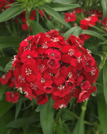 Dianthus Plants Scarlet - 6 Plants Each Delivered in a 10.5cm Plant Pot - Delightful Sweet Fragrance