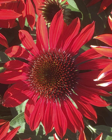 Echinacea Plants purpurea Lakota Red plant in 17cm pot.  Coneflower