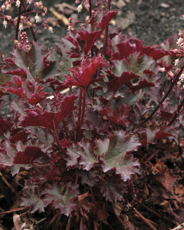 Perfect Plants Heuchera Crimson Curls Plant in 17cm Pot – Fabulous Foliage in Rich Red Shades, Hardy Perennial for Garden Borders