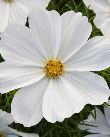 Cosmos Plants White - 6 Pack Bedding Plants