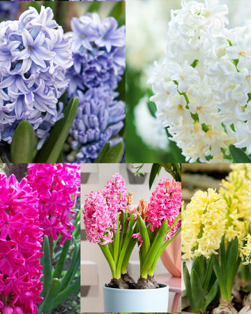 Hyacinth 15 Bulb Gift Set –  5 Stunning Indoor Spring Varieties Size 16/17: City of Haarlem, Delf Blue, Jan Bos, Pink Pearl, Top White, Premium Quality Bulbs, Gift for Gardeners