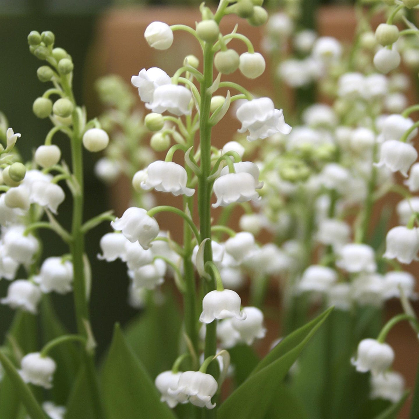 lily of the valley white White Lily of the Valley 'Convallaria Majalis' Perennial Plant – 13cm