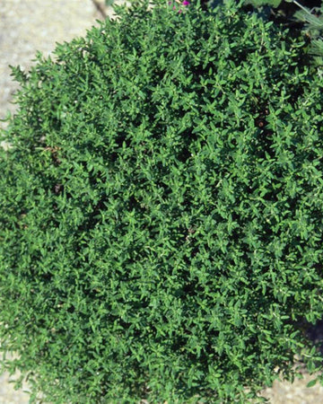 Thyme Plant in a 13cm Pot Garden Ready