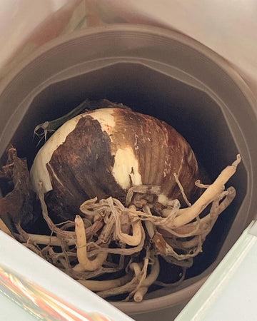 Amaryllis Christmas Star - Amaryllis Bulb Gift with Pot