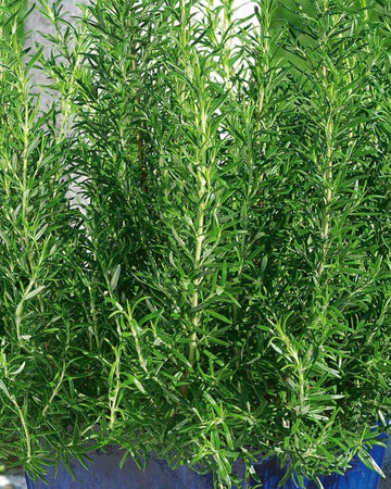 Rosemary Plant in a 13cm pot - Garden Ready Herb Plant