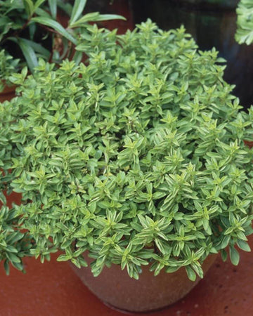 Marjoram Plant in a 11cm pot Garden Ready Herb Plant