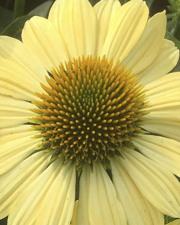Echinacea Plants purpurea Mellow Yellow plant in 17cm pot.  Coneflower