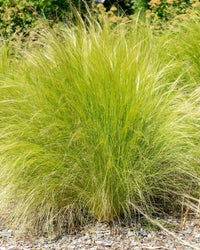 Stipa Tenuissima Pony Tails in a 13cm pot - Hardy Ornamental Grass Plant