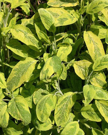 Golden Sage Plant in a 13cm Pot- Garden Ready Herb Plant