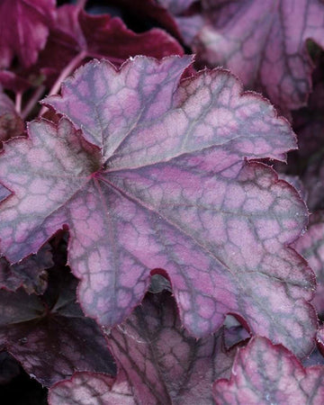 Perfect Plants Heuchera Blackberry Jam Plant in 17cm Pot – Fabulous Foliage in Deep Purple and Black Shades, Hardy Perennial for Garden Borders