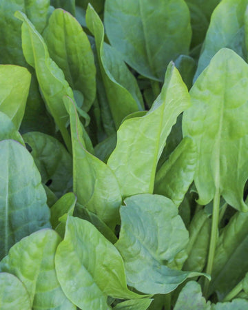 Sorrel Garden Herb in a 11cm pot Garden Ready Herb Plant