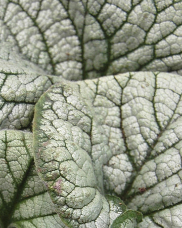 Perfect Plants Brunnera Silver Heart Plant in 17cm Pot – Stunning Silver-Heart Shaped Leaves, Ideal for Shady Areas and Garden Borders