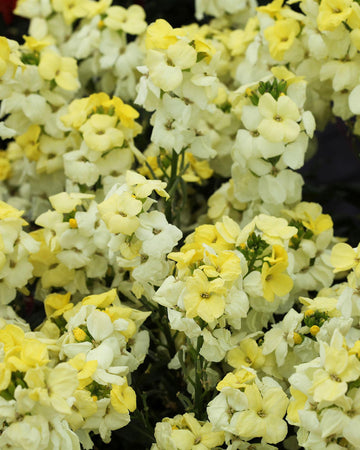 Wallflower Plants Primrose - 6 Plants Each Delivered in a 10.5cm Plant Pot - Delightful Sweet Fragrance