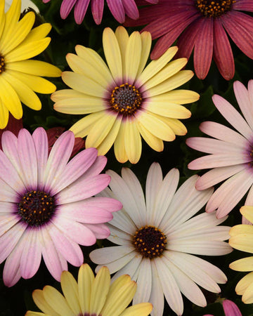 Osteospermum Plants Mixed Colours - 3 x 10cm Pots Bedding plants