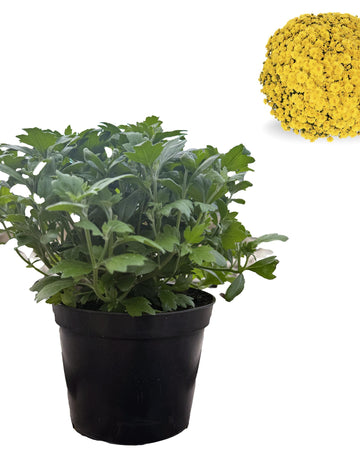 Chrysanthemum Plants - Stunning Yellow Flowers - Outdoor Garden Ready in 17cm Pots - Perennial All Year Round - Garden Mums