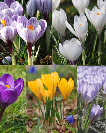 Signature Crocus 50 Bulb Gift Set – 5 Stunning Spring Varieties (Golden Yellow, Jeanne D'Arc, King of the Striped, Etruscus Zwanenburg), Flower Record), Colorful Spring Flowers