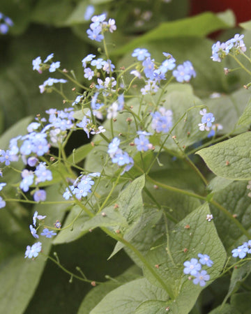 Perfect Plants Brunnera macrophylla in 17cm Pot – Hardy Perennial with Beautiful Silver-Leaf Foliage, Ideal for Shady Areas and Garden Borders