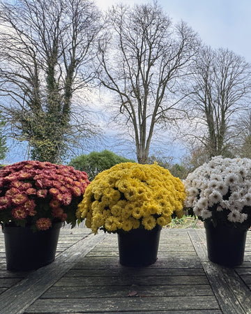 3 x Chrysanthemum Plants - Stunning Mixed Flowers - Outdoor Garden Ready in 17cm Pots - Perennial All Year Round - Garden Mums