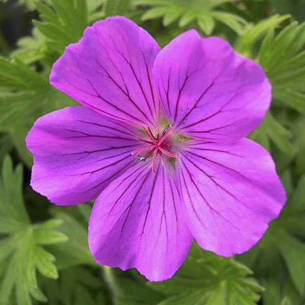 Hardy Geranium ‘Tiny Monster’ Perennial Plant – 17cm Pot – Long-Flower ...