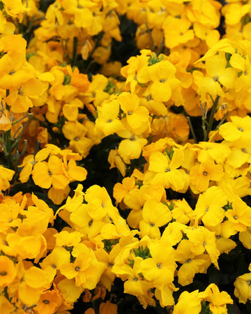 Wallflower Plants Yellow - 6 Plants Each Delivered in a 10.5cm Plant Pot - Delightful Sweet Fragrance