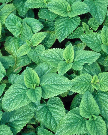 Lemon Balm Plant in a 13cm Pot. Garden Ready Herb Plant