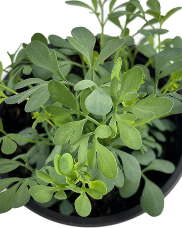 Rue Herb Plant in a 13cm Pot