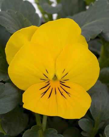 Viola Bedding Plants Yellow - 6 Pack Garden Ready Plants