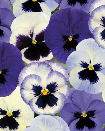 Pansy Plants Ocean Breeze - 6 Pack Bedding Plant