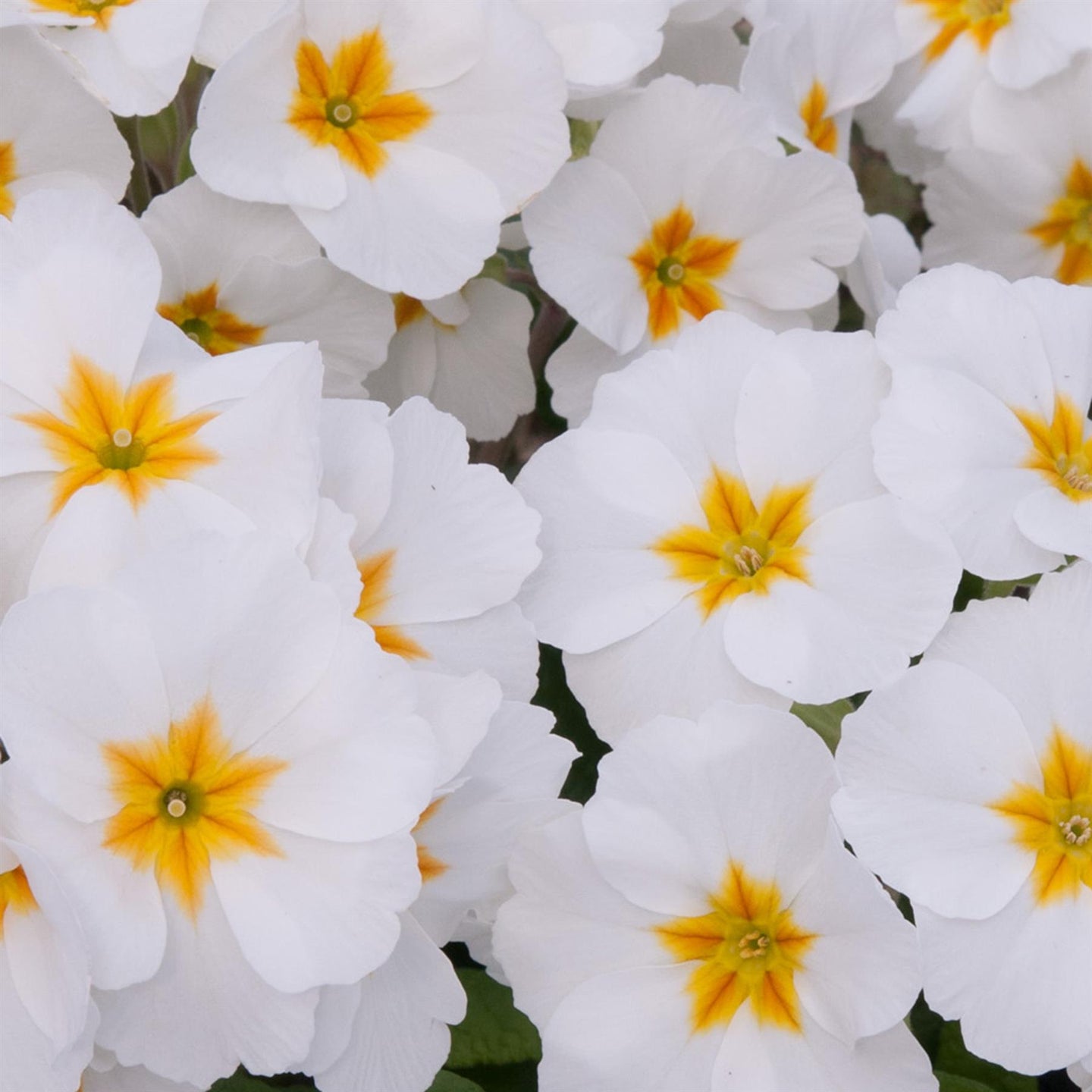 Polyanthus Plants White - 6 Plants Each Delivered in a 10.5cm Plant Po ...