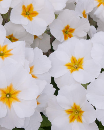 Polyanthus Plants White - 6 Plants Each Delivered in a 10.5cm Plant Pot - Vibrant flowers with Delicate Blooms