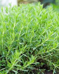 French Tarragon Herb Plant in a 13cm Pot Garden Ready Herb Plant