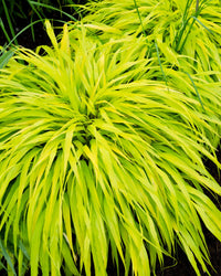 Hakonechloa Grass Plant - Macra All Gold in a 17cm Pot - Garden Ready Ornamental Grass
