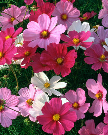 Cosmos Plants Mixed Colours - 6 Pack Bedding Plants