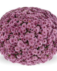 Chrysanthemum Plants - Stunning Pink Flowers - Outdoor Garden Ready in 17cm Pots - Perennial All Year Round - Garden Mums