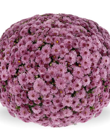 Chrysanthemum Plants - Stunning Pink Flowers - Outdoor Garden Ready in 17cm Pots - Perennial All Year Round - Garden Mums