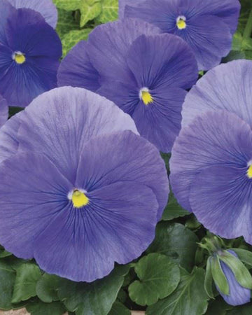 Pansy Plants True Blue - 6 Pack Bedding Plant