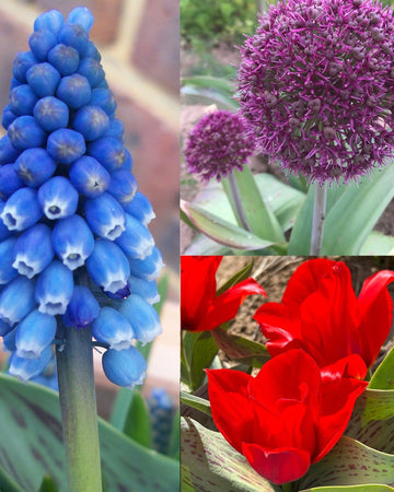 Spring 40 Bulb Lasagne Gift Set – Muscari Big Smile, Tulip Julius Caesar, Allium Ostara, Premium Quality Flowering Bulbs, Gift for Gardeners