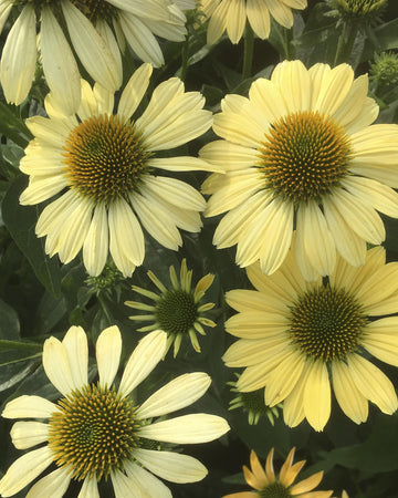 Echinacea Plants purpurea Mellow Yellow plant in 17cm pot.  Coneflower