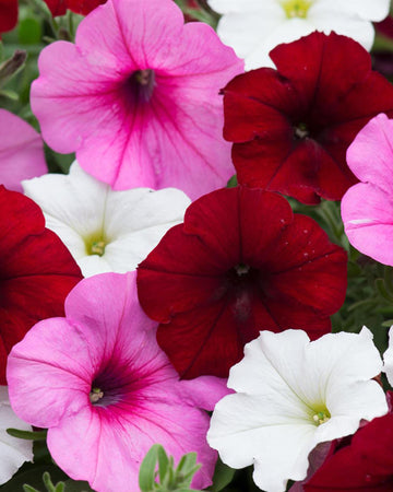 Petunia Mixed Colours Bedding Plants - 6 Pack Garden Ready Plants