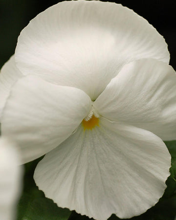 Pansy Plants White - 6 Pack Bedding Plant