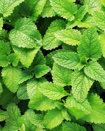 Garden Mint Plant in a 11cm pot Garden Ready Herb Plant