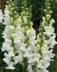 Antirrhinum Plants White - 6 Pack Bedding Plants