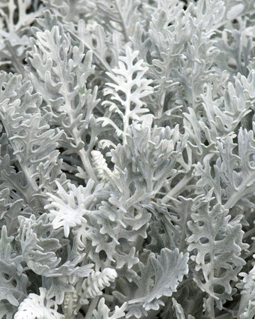 Cineraria Maritima Silver Dust Plants - 6 pack Garden Ready Bedding Plants