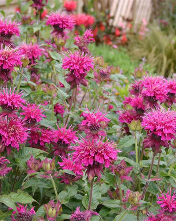 Perfect Plants Monarda Loddon Crown Perennial in 17cm Pot – Bergamot, Reddish-Purple Flowers, Pollinator-Friendly for Garden Borders