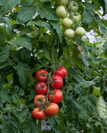 Tomato Plant Shirley in 3 x 9cm Pots - Garden Ready to Plant