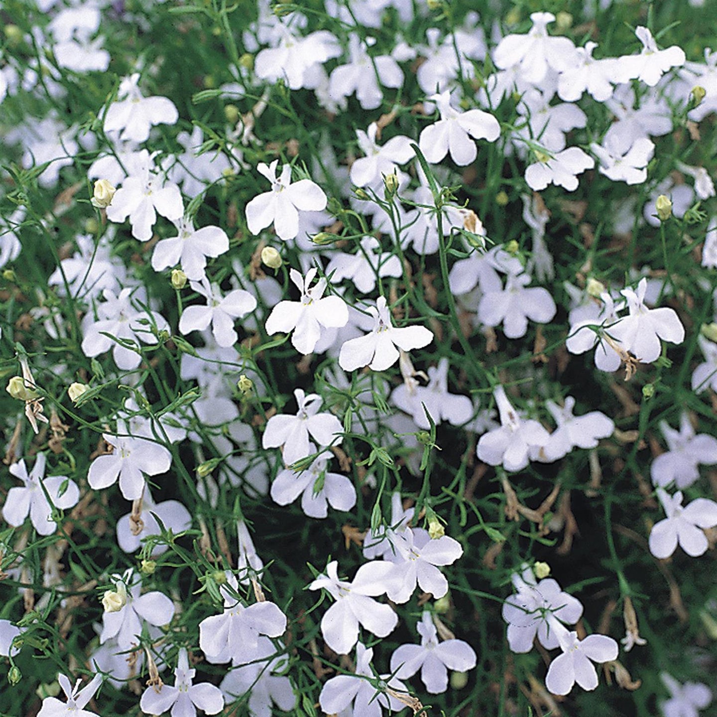 white trailing plants for pots Trailing Lobelia White