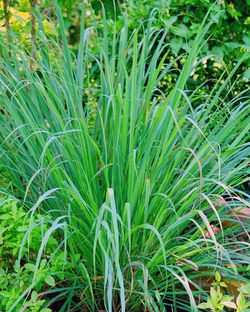 Lemongrass Plant in a 13cm pot