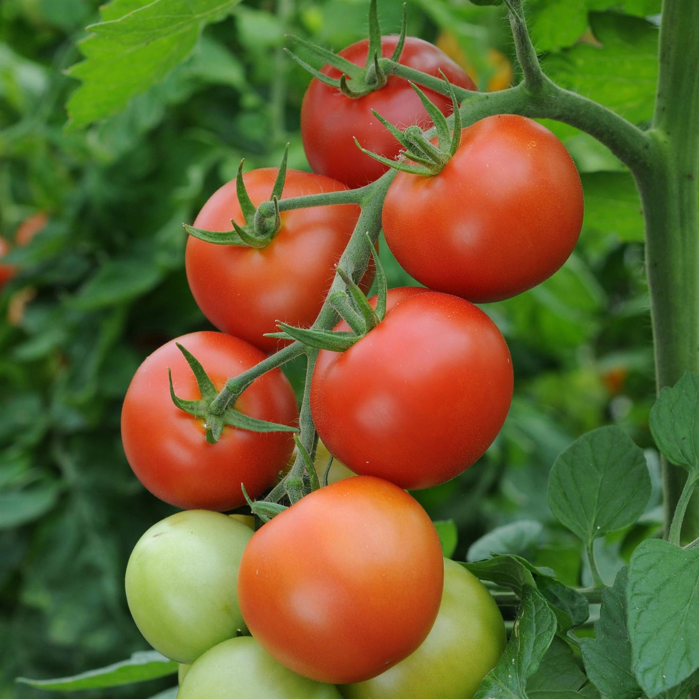 tomato plant pots uk Tomato Plant Moneymaker in 3 x 9cm pots