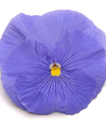 Pansy Plants True Blue - 6 Pack Bedding Plant