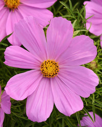 Cosmos Plants Pink - 6 Pack Bedding Plants
